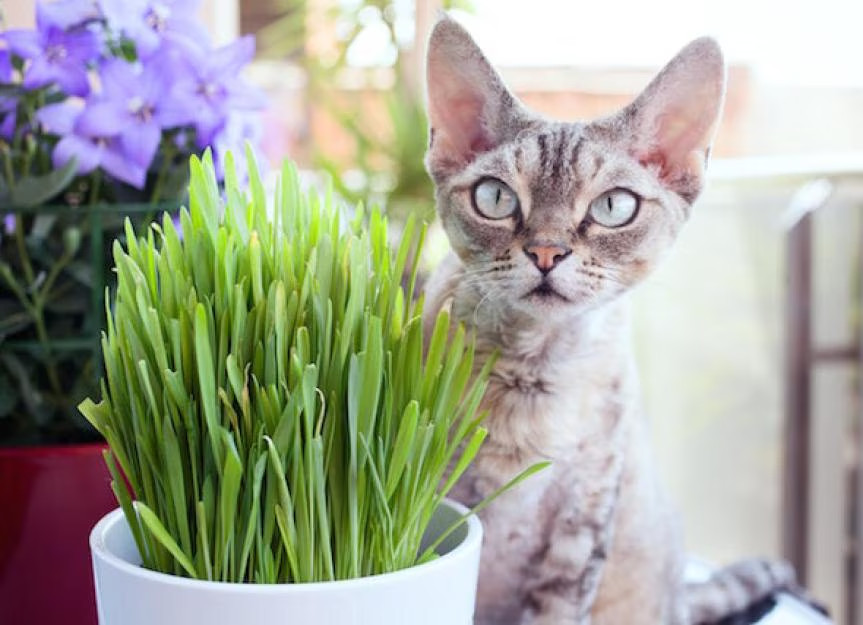 Organic Cat Grass Seeds – Natural Seed Blend for Cats | Fast Growing | Free Ship