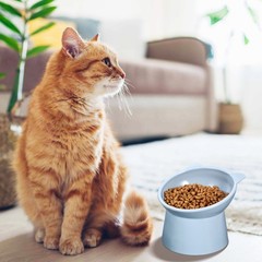 3Pcs Reusable Raised Cat Food Bowls Ergonomic Tilted Design for Cats