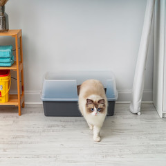 IRIS USA XXL Open Top Side Entry Cat Litter Box High Sides Gray