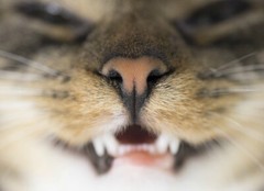 cat teeth treats – CAT TEETH AND GUM HEALTH 2B – cat coq10