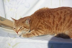 Organic catnip and silvervine – the ultimate blend
