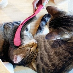 KittyWand, Made In USA. Cat and Dog Grooming Brush. Stress-Free and Comfortable.