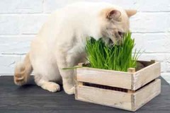 Cat Grass Seeds choose Rye, Oat or Blend seeds Quick Growth FAST Free Shipping