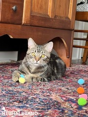 80 PCS Cat Toy Balls 10 Assorted Colors 1.25 Inch Diameter Wild Play Pet