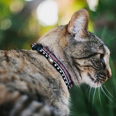 Cat Collar Breakaway with Bell Aztec13 White/Navy/Red/Black NARROW Fits 8.5-12″