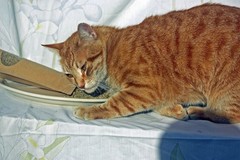 Organic catnip and silvervine – the ultimate blend
