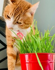 US Seller 2oz Dog Cat Grass Seeds = 800 Sweet Oat+550 Organic Wheatgrass Seeds