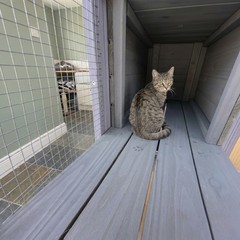 Large Cat Catio Outdoor Cat House Play & Run Enclosure Wooden Cage with Platform