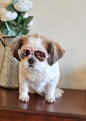 G029 Dog Cat Pet Aviator Sunglasses Glasses for Small Breeds up to 15lbs (Pin…