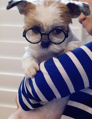 G015 Dog Cat Pet Costume Glasses Goggles for Small Breeds up to 15lbs (Round …