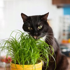 Organic Cat Grass Seeds – Natural Seed Blend for Cats | Fast Growing | Free Ship