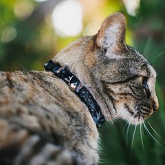Cat Collar Breakaway with Bell Elsa Poses PERFECT AND POWERFUL Blues/White NARRO