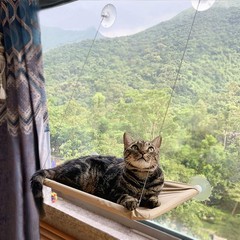 Cat Window Perch,Cat Hammock Seat Bed Space Saving Design 360° Yellow