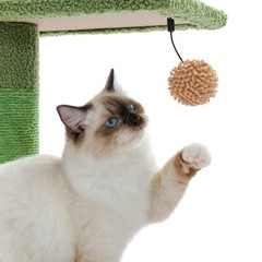PAWZ Road Cat Tree Cactus Floor to Ceiling Scratching Post with Hammock 95″-108″