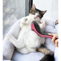 KittyWand, Made In USA. Cat and Dog Grooming Brush. Stress-Free and Comfortable.