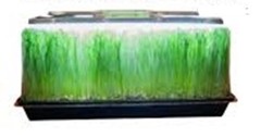 Cat Grass Seeds choose Rye, Oat or Blend seeds Quick Growth FAST Free Shipping
