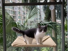 Cat Window Perch,Cat Hammock Seat Bed Space Saving Design 360° Yellow