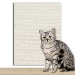 Trimmable Self-Adhesive Carpet Cats Scratch Board Wall anti Cat Scratch Sofa Diy