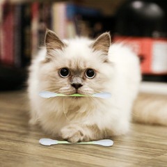 6 PCS Extra Large Cat Toys Pets Chewing Cotton Swab Giant Stick Interactive