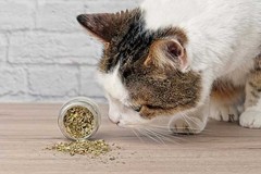 100% Premium Catnip – 1 oz to 25 lb – Natural Cat Treats for Happy, Playful Cat