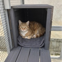 Large Wooden Cat Catio Outdoor Cat House Play & Run Enclosure Cage with Platform