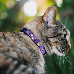 Cat Collar Breakaway with Bell Frozen Anna/Elsa/Olaf Poses/Scenes Purples NARROW