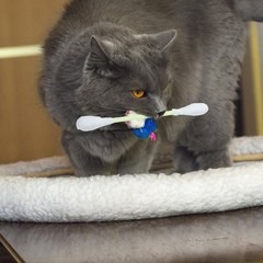 6 PCS Extra Large Cat Toys Pets Chewing Cotton Swab Giant Stick Interactive