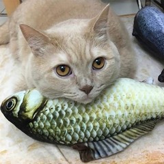 2 Pack Electric Moving Fish Cat Toy – Realistic Plush Simulation Dancing…