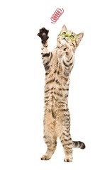 Tamu style Cat Spring Toys (60 Pack), Playful Coils 2 INCH, Red,Yellow,Blue