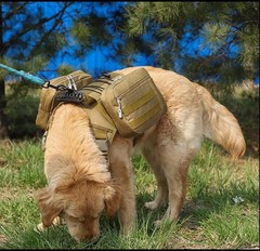 x Jumahe Dog Hiking Backpack for Large/Giant Dogs – 2 Spacious Side Bags,