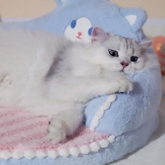Small Pet Bed in Kitten and Bear Designs – Cozy and Snug Nest for Small Breeds