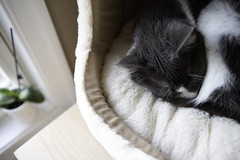 Cozy Cat Cave by – Gray, 17 X 15 X 14