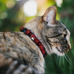 Cat Collar Breakaway with Bell Che Red/Black NARROW Fits 8.5-12″
