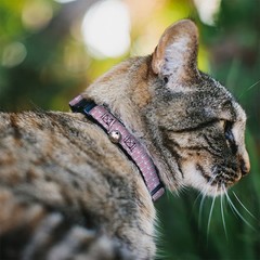 Cat Collar Breakaway with Bell Anchor2 Monogram Baby Pink/Baby Blue/White NARROW