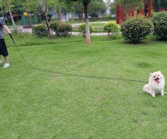 Long Leash for Small Dogs, 12 FT Reflective Rope Training Lead Removable Padd…