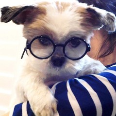 G015 Dog Cat Pet Costume Glasses Goggles for Small Breeds up to 15lbs (Round …