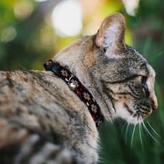 Cat Collar Breakaway with Bell Navajo Red/Black/Gray/Red NARROW Fits 8.5-12″