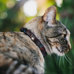 Cat Collar Breakaway Gothic 4 Fits 812×0.5 Inch Adjustable Pet Neck Strap