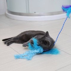 Quirky Kitty Jiggling Jellyfish Wand Cat Toy – Blue