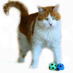 PETFAVORITES Cat Toy, Foam Sponge Soccer 12 Pack, Pink, Yellow, Blue, Green