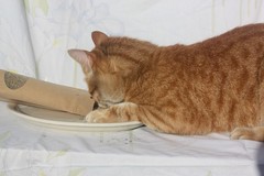 Organic catnip and silvervine – the ultimate blend