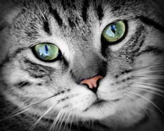 cat eye vitamins support – CATS EYE HEALTH COMPLEX – cat coq10 1B