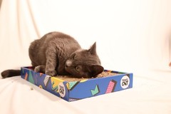 Travel Cat Portable Scratcher – Durable 18 x 9.5 x 2 inches, Multicolor