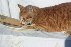 Organic catnip and silvervine – the ultimate blend