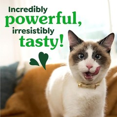 3 Pack Greenies Natural Dental Cat Treats, Oven Roasted Chicken, 21 oz. Tub