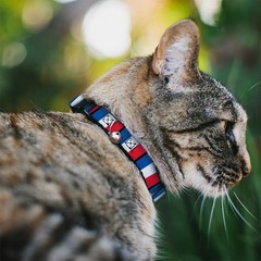 Cat Collar Breakaway with Bell France Flags NARROW Fits 8.5-12″