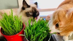 US Seller 2oz Dog Cat Grass Seeds = 800 Sweet Oat+550 Organic Wheatgrass Seeds