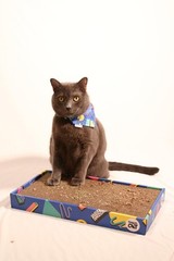 Travel Cat Portable Scratcher – Durable 18 x 9.5 x 2 inches, Multicolor