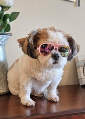 G029 Dog Cat Pet Aviator Sunglasses Glasses for Small Breeds up to 15lbs (Pin…
