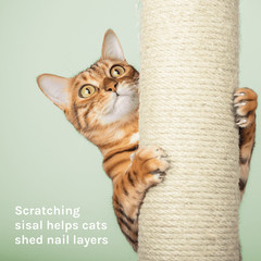 SportPet Designs 190588 Kitty City 61-Inch Multi-Level Upholstered Cat Tree with